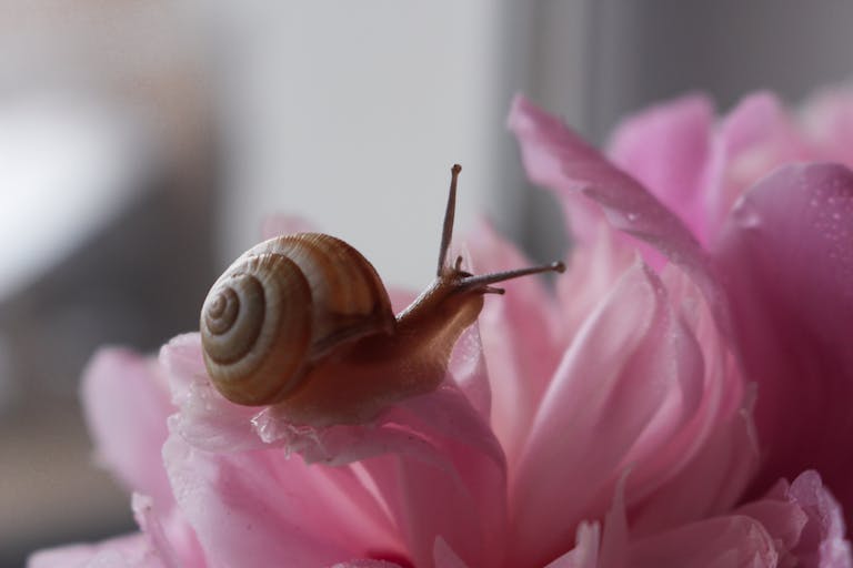 Brown Snail on Pink Flower